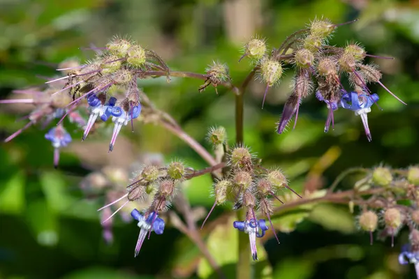 Çiçek açan erken Borage (trachystemon orientalis) çiçeklerinin açılışını kapat