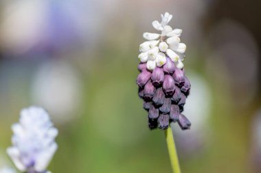 Geniş yapraklı bir üzüm sümbülü (muscari latifolium) çiçeğinin açılışını kapat