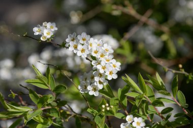 Thunbergs Meadowsweet 'in (spirea thunbergii) çiçeklerinin açılışını kapat