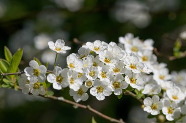 Thunbergs Meadowsweet 'in (spirea thunbergii) çiçeklerinin açılışını kapat