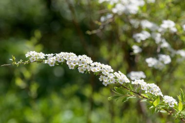Thunbergs Meadowsweet 'in (spirea thunbergii) çiçeklerinin açılışını kapat