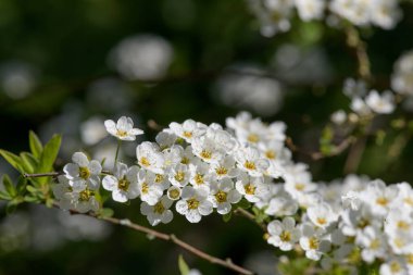 Thunbergs Meadowsweet 'in (spirea thunbergii) çiçeklerinin açılışını kapat