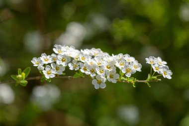 Thunbergs Meadowsweet 'in (spirea thunbergii) çiçeklerinin açılışını kapat