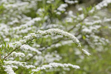 Thunbergs Meadowsweet 'in (spirea thunbergii) çiçeklerinin açılışını kapat