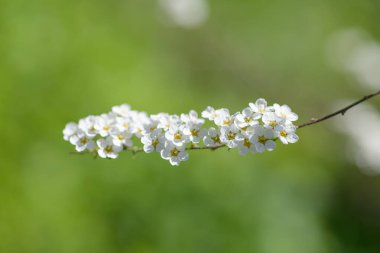 Thunbergs Meadowsweet 'in (spirea thunbergii) çiçeklerinin açılışını kapat