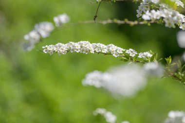 Thunbergs Meadowsweet 'in (spirea thunbergii) çiçeklerinin açılışını kapat