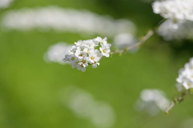Thunbergs Meadowsweet 'in (spirea thunbergii) çiçeklerinin açılışını kapat