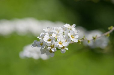 Thunbergs Meadowsweet 'in (spirea thunbergii) çiçeklerinin açılışını kapat