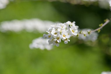 Thunbergs Meadowsweet 'in (spirea thunbergii) çiçeklerinin açılışını kapat