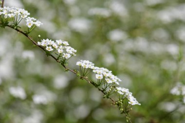 Thunbergs Meadowsweet 'in (spirea thunbergii) çiçeklerinin açılışını kapat