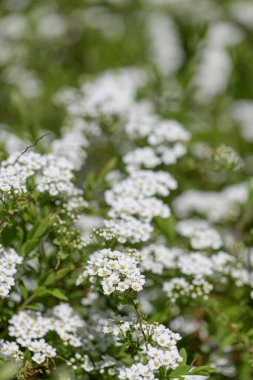 Thunbergs Meadowsweet 'in (spirea thunbergii) çiçeklerinin açılışını kapat