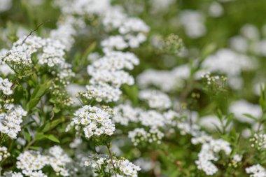 Thunbergs Meadowsweet 'in (spirea thunbergii) çiçeklerinin açılışını kapat