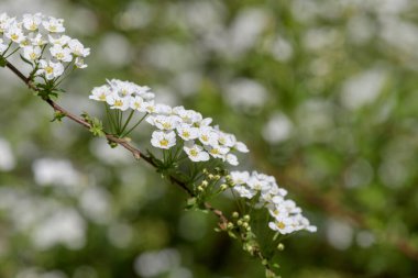 Thunbergs Meadowsweet 'in (spirea thunbergii) çiçeklerinin açılışını kapat