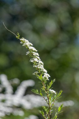 Thunbergs Meadowsweet 'in (spirea thunbergii) çiçeklerinin açılışını kapat