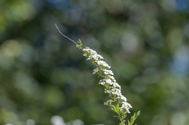 Thunbergs Meadowsweet 'in (spirea thunbergii) çiçeklerinin açılışını kapat