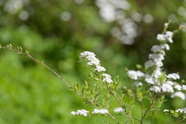 Thunbergs Meadowsweet 'in (spirea thunbergii) çiçeklerinin açılışını kapat