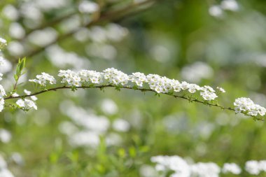 Thunbergs Meadowsweet 'in (spirea thunbergii) çiçeklerinin açılışını kapat