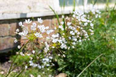Çiçek açmış Napoli sarımsağına (allium neapolitanum) yakın plan