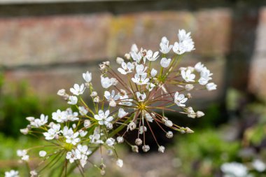 Çiçek açmış Napoli sarımsağına (allium neapolitanum) yakın plan