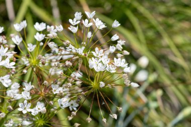 Çiçek açmış Napoli sarımsağına (allium neapolitanum) yakın plan