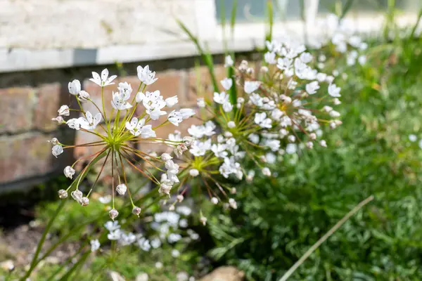 Çiçek açmış Napoli sarımsağına (allium neapolitanum) yakın plan