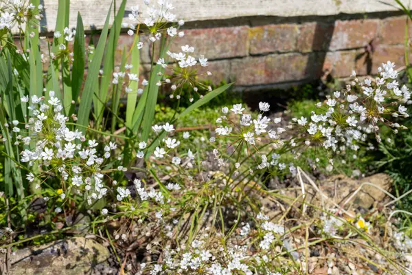 Çiçek açmış Napoli sarımsağına (allium neapolitanum) yakın plan