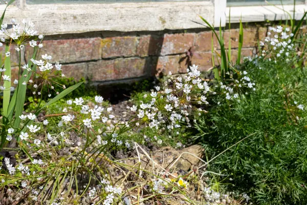 Çiçek açmış Napoli sarımsağına (allium neapolitanum) yakın plan