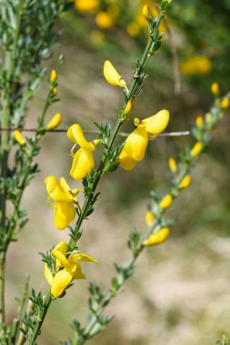 Çiçekler açan viski süpürgesine (cytisus scoparius) yakın plan