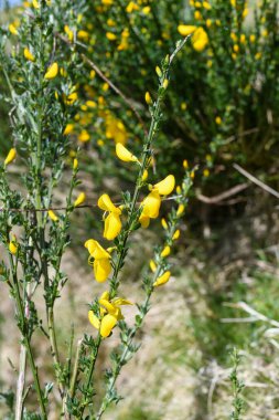 Çiçekler açan viski süpürgesine (cytisus scoparius) yakın plan