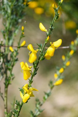 Çiçekler açan viski süpürgesine (cytisus scoparius) yakın plan