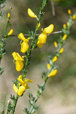 Çiçekler açan viski süpürgesine (cytisus scoparius) yakın plan