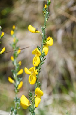 Çiçekler açan viski süpürgesine (cytisus scoparius) yakın plan