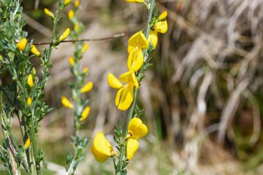 Çiçekler açan viski süpürgesine (cytisus scoparius) yakın plan