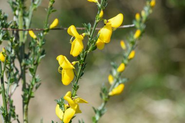 Çiçekler açan viski süpürgesine (cytisus scoparius) yakın plan