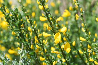 Çiçekler açan viski süpürgesine (cytisus scoparius) yakın plan