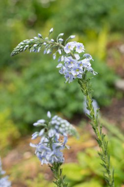 Gentian speedwell (veronica gentianoides) flowers in bloom