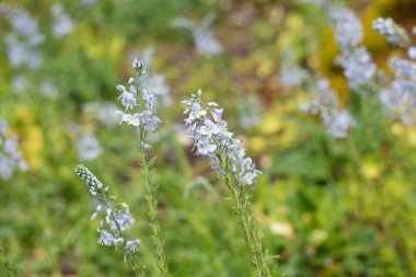 Gentian speedwell (veronica gentianoides) flowers in bloom