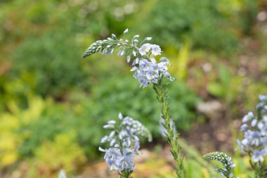 Gentian speedwell (veronica gentianoides) flowers in bloom