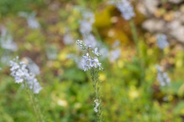 Gentian speedwell (veronica gentianoides) flowers in bloom