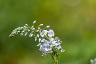 Gentian speedwell (veronica gentianoides) flowers in bloom
