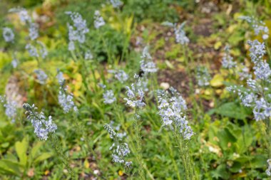 Gentian speedwell (veronica gentianoides) flowers in bloom