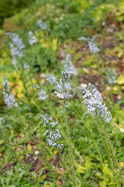 Gentian speedwell (veronica gentianoides) flowers in bloom