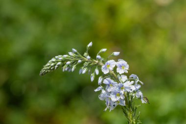 Gentian speedwell (veronica gentianoides) flowers in bloom
