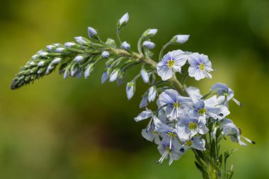 Gentian speedwell (veronica gentianoides) flowers in bloom