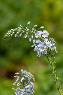 Gentian speedwell (veronica gentianoides) flowers in bloom
