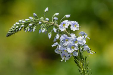 Gentian speedwell (veronica gentianoides) flowers in bloom