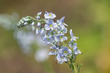 Gentian speedwell (veronica gentianoides) flowers in bloom