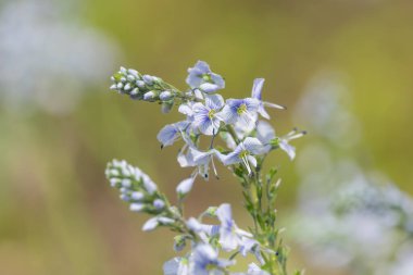 Gentian speedwell (veronica gentianoides) flowers in bloom