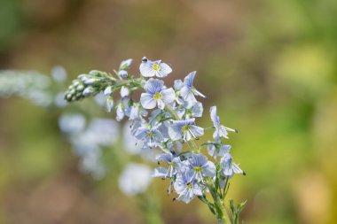 Gentian speedwell (veronica gentianoides) flowers in bloom