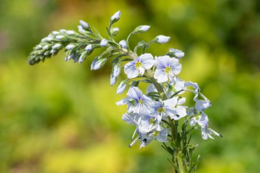 Gentian speedwell (veronica gentianoides) flowers in bloom